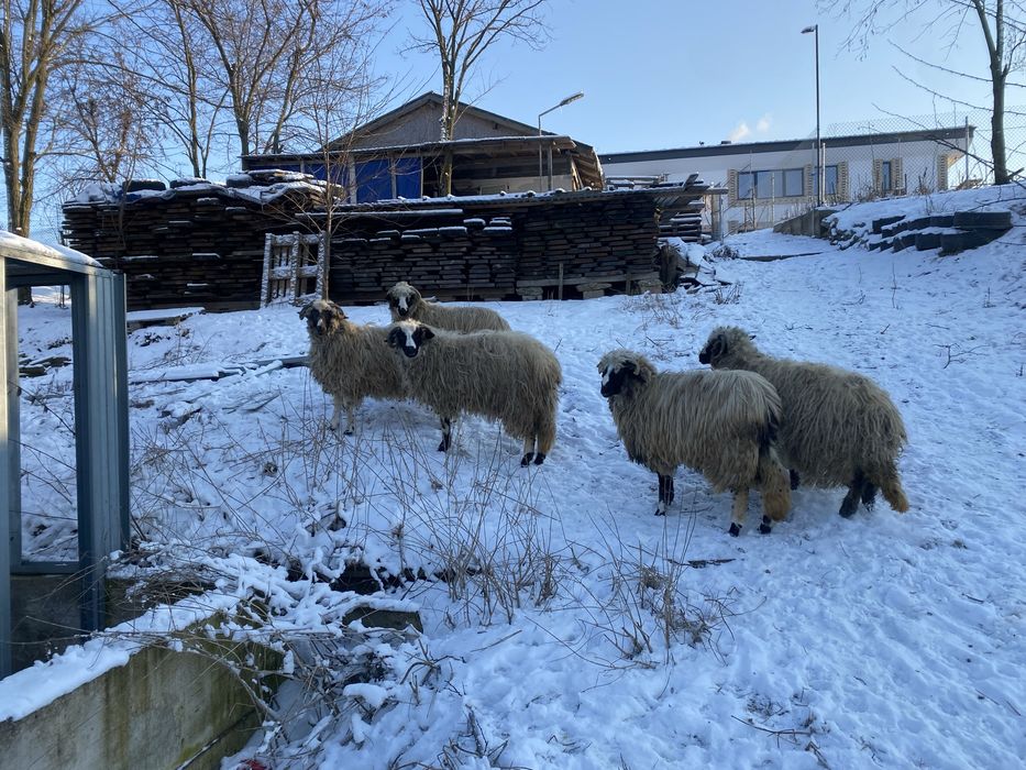 Turcana breaza de hateg