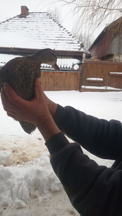 Rate salbatice pereche!