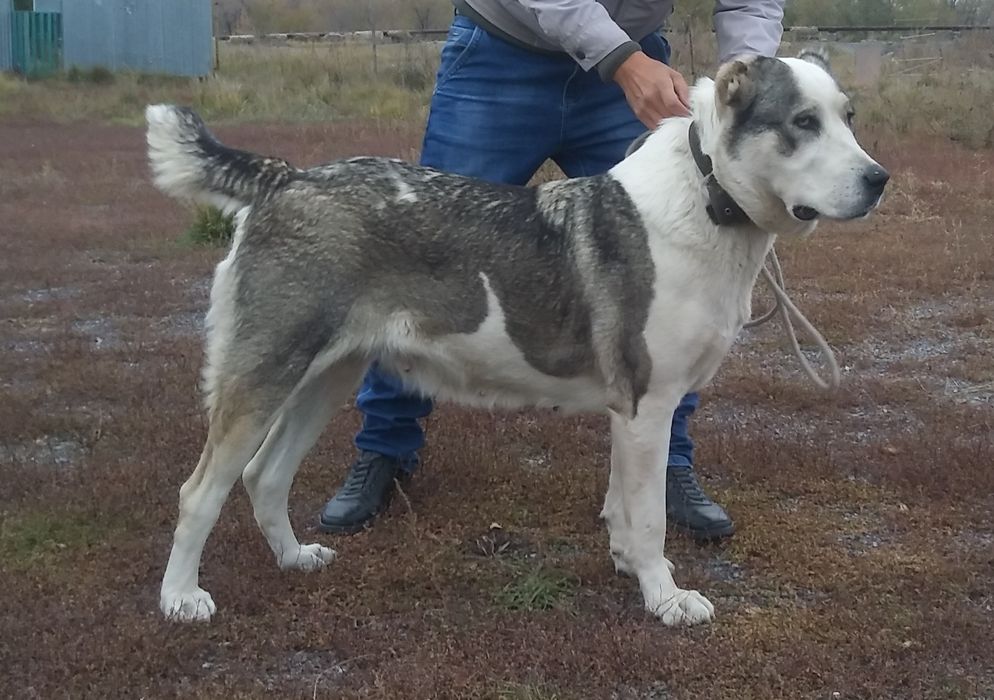 Пропала собака, алабай, в Кунгее. Вознаграждение.
