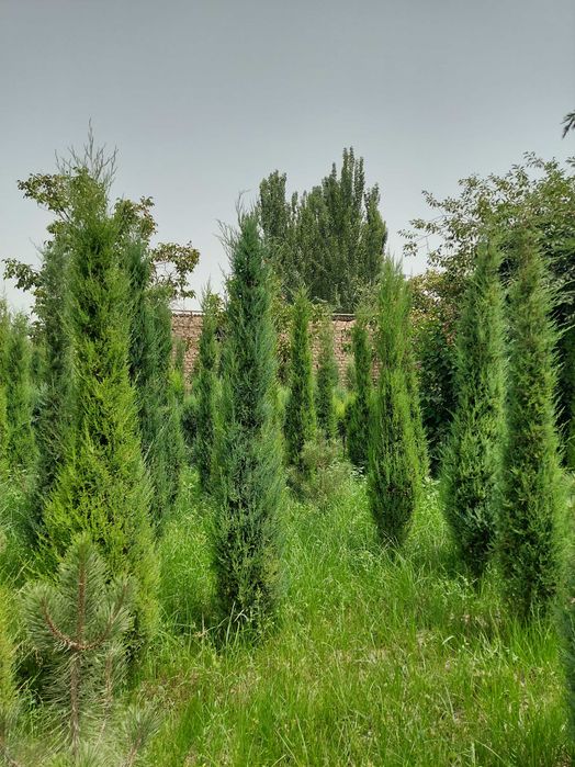 Можжевельник арча кучатлари сотилади