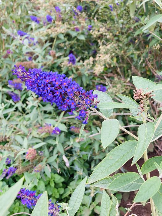 Liliacul de vara - Buddleja Davidii - Arbust ornamental