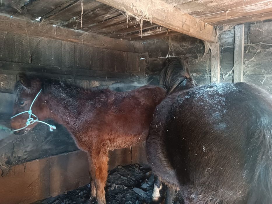 Продам кобылу 6 лет , вместе с жирибенком