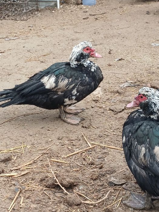 Индоутка сатамын.