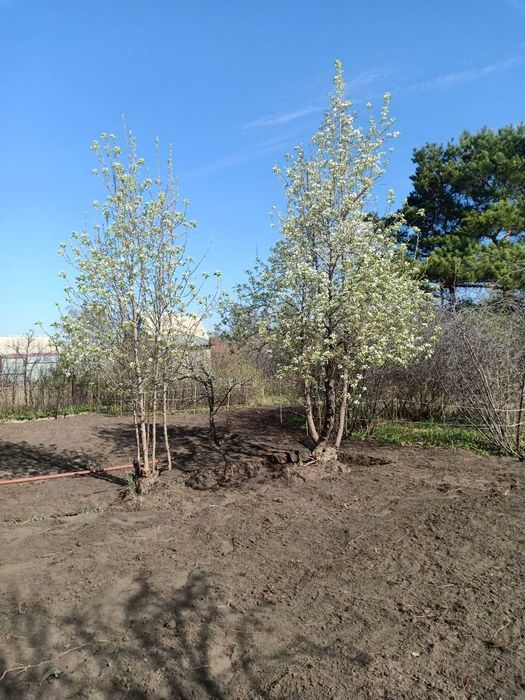 Продам дачу в СО "Автомобилист"