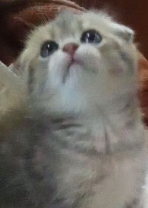Продам шотландский котик