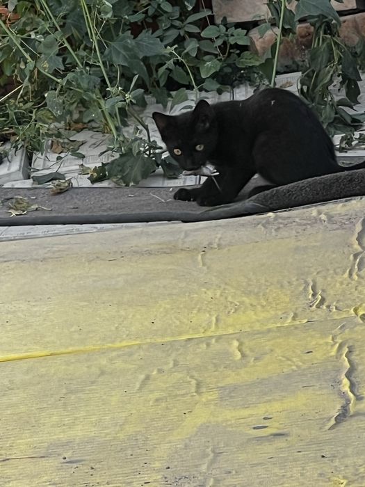 Котята мышеловы подарю