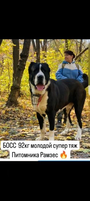 Шикарная девочка САО Алабай