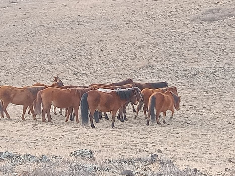 58 бас жылқы Тарбағатай ВКО Обмен не предлагать!