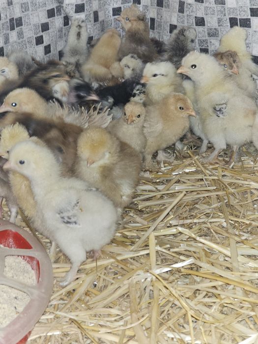 Pui încălțați și moțați sau cochinchina frezați și nefrezați