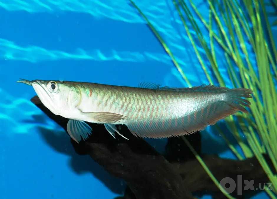Arvana (Arowana)  xishnik baliq sotiladi