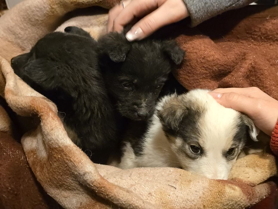 Spre adopție 2 cățeluși drăgălași
