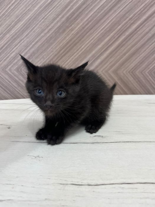 кошки в хорошие руки