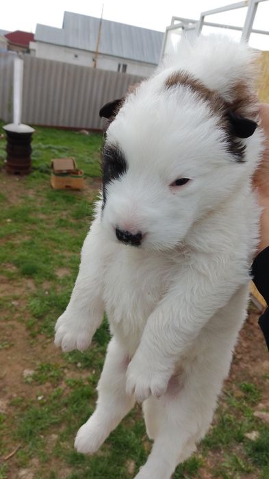 Щенок алабай продам