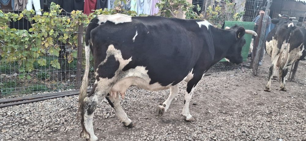 Vaca de vanzare gestanta in 7 luni