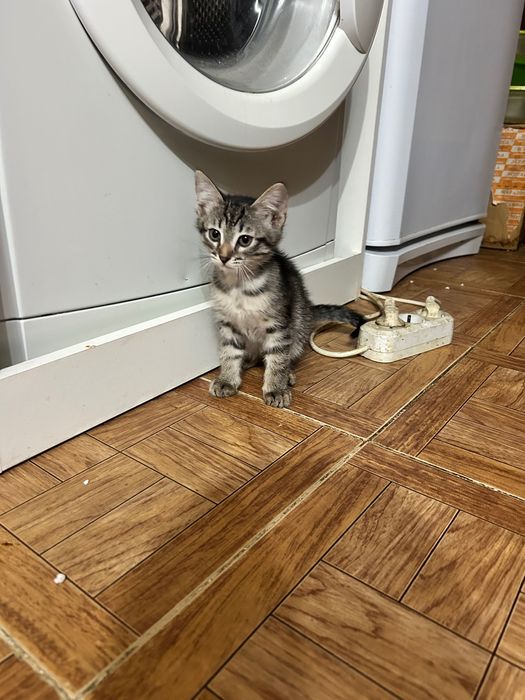 Отдам котят в хорошие руки