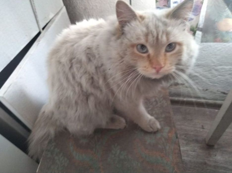 Потеряшки коты возраст 2 года
