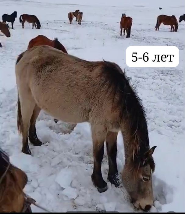 Продам кобыл бие