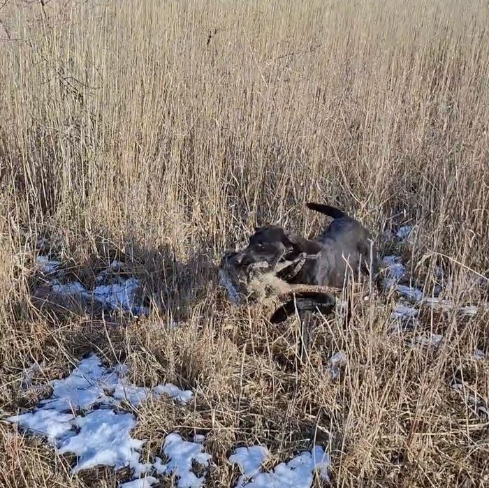 Продам Дратхаар суку рабочая