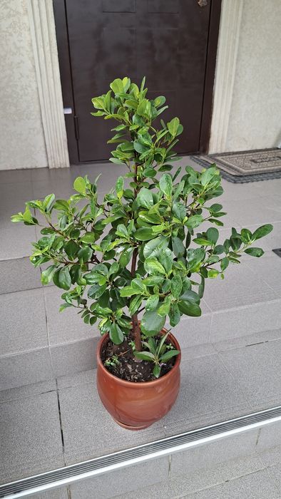 Фикус Макломе большой