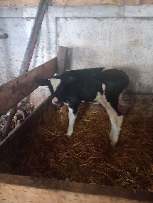 Vițică holstain  din vaca   bună de lapte