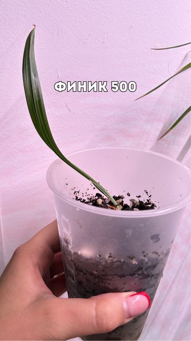 Цветы, комнатные растения