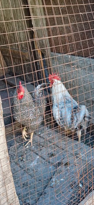 Продаю  домашних  петухов