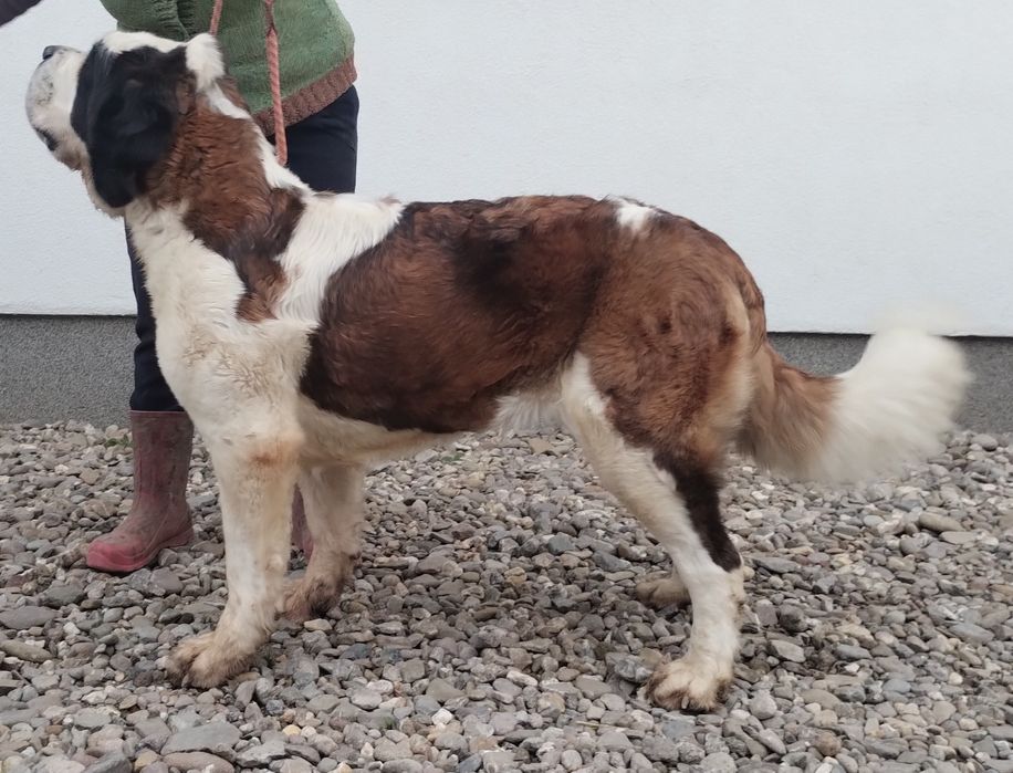 Femela Saint Bernard