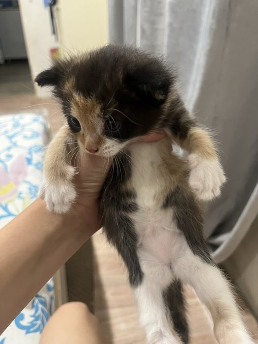 отдам котят бесплатно