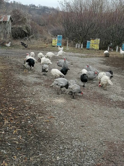 Пуйки и пуяци за продажба