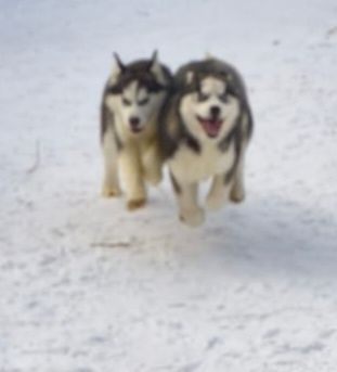 Очаровательные щенки сибирской хаски.