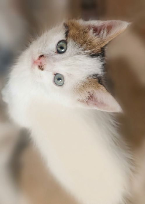Котенок мальчик ищет добрых хозяев