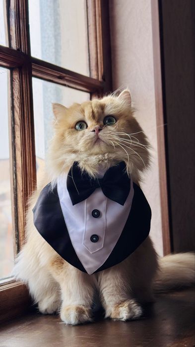 ВЯЗКА Кот Привозной Золотая Шиншилла Британская