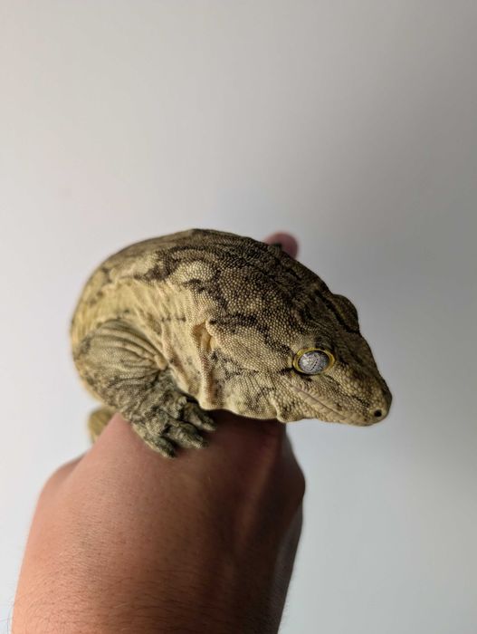 Leachianus gecko (Rhacodactylus leachianus, giant gecko)