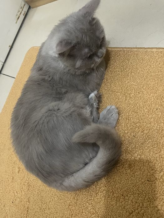 британка ищет парня себе ей годик