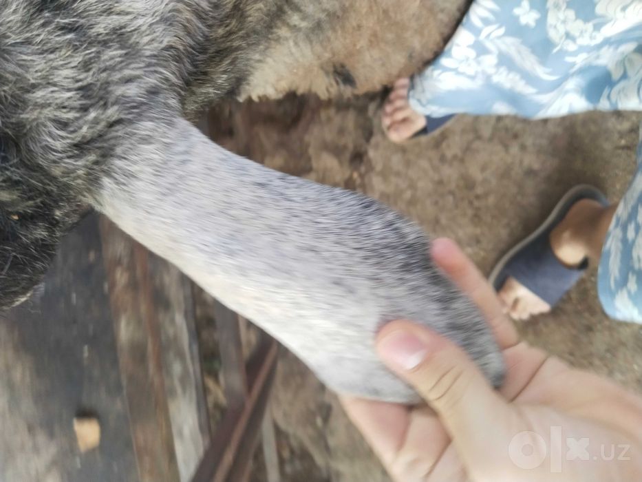 Urg‘ochi qo‘y 2 bolasi bilan 2 bolasi erkak