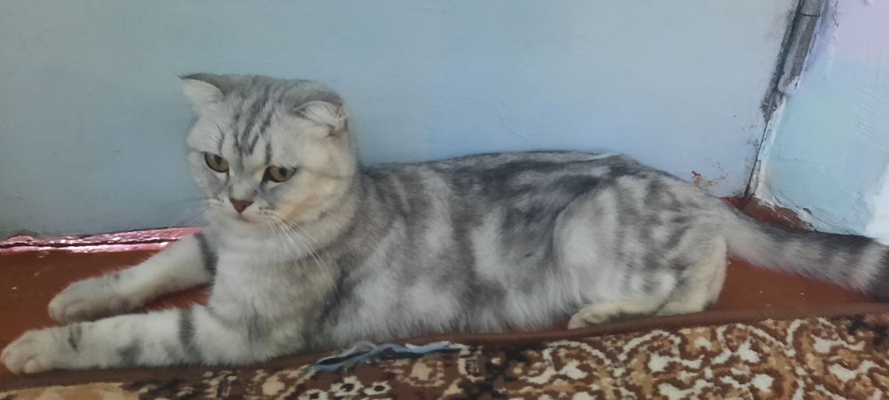 Mushuk zoti shinshila