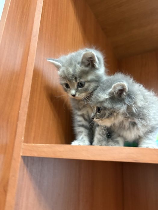 Британские котенки