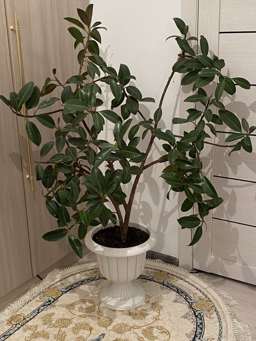 фикус каучуконосный