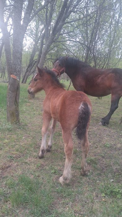 Vând iapa de 7 ani cu manza de 2 luni jumate