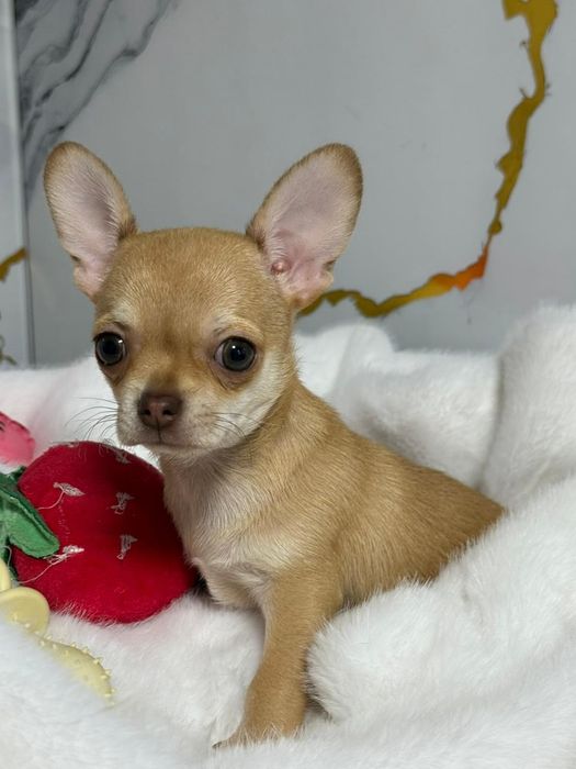 Чихуахуа мальчик рыжий