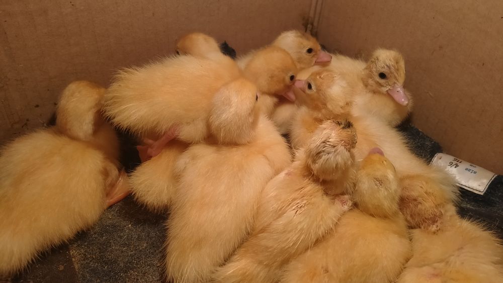 Продам суточных индоутят