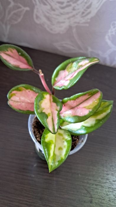 Комнатные цветы неприхотливые