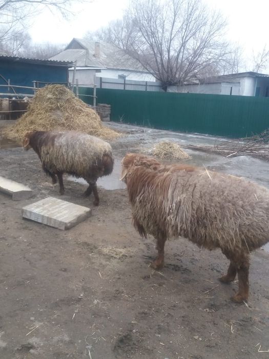 Продам баранов на откорме