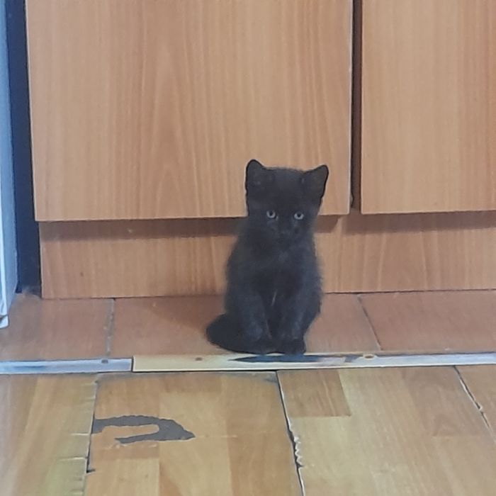 Отдам даром в хорошие руки