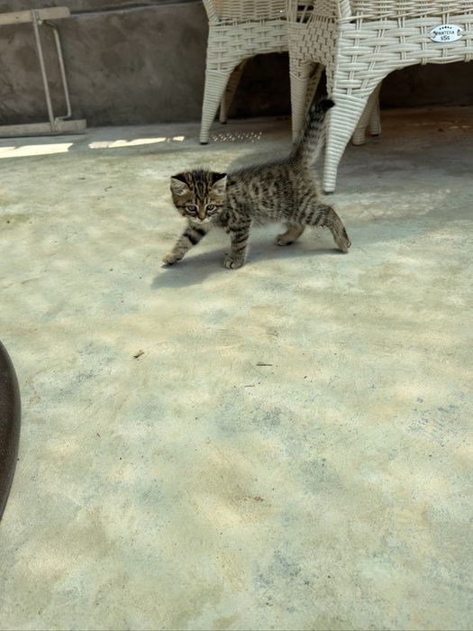 1.5 месяца кошечка, мама веслоухая папа хулиган