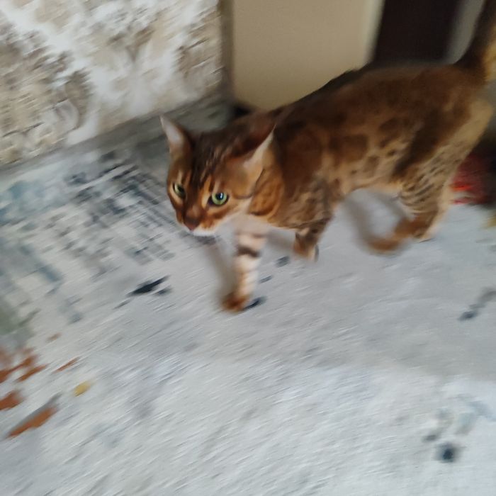 Бенгальская кошка