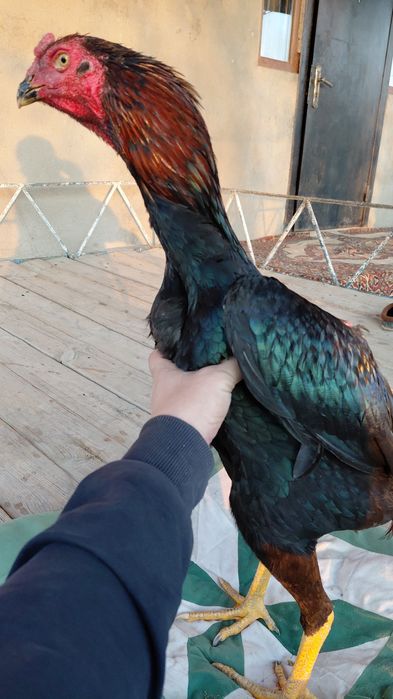 Дакан бойцовый петух