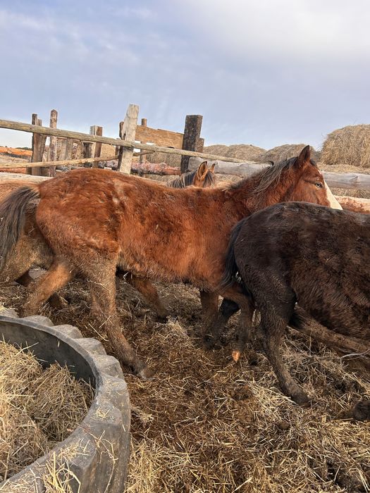 Продам кобыл с откорма