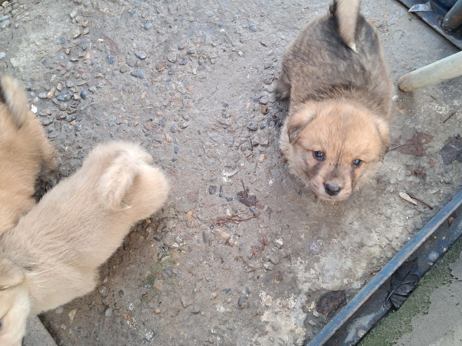 Щенки в добрые руки