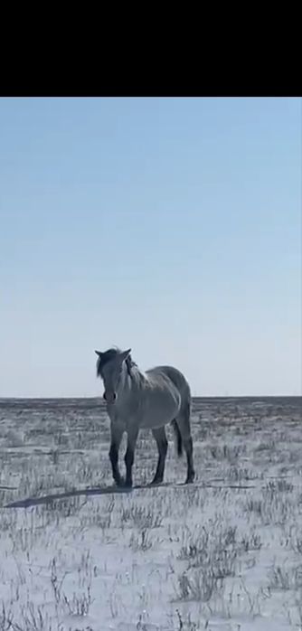 Айгыр сатылады 700 000